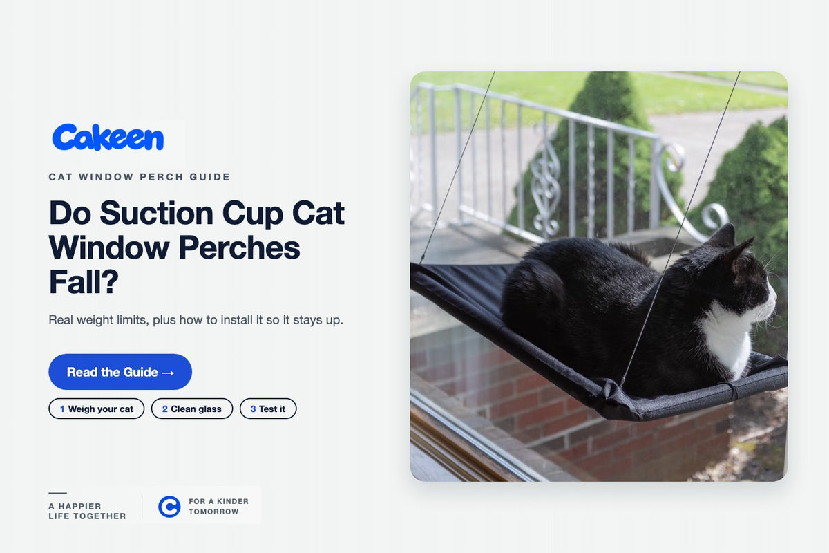 Black and white cat resting on a suction cup cat window perch hanging on a glass window
