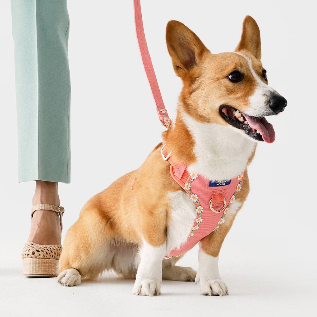 Daisy Dog Harness