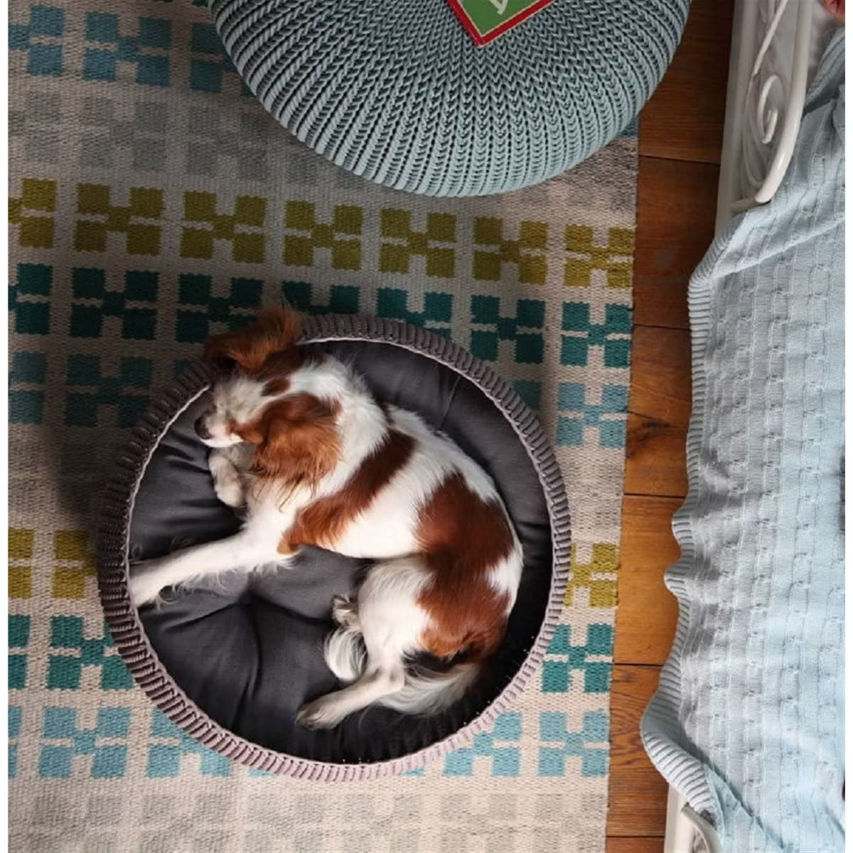 Cozy Resin Plastic Pet Bed with Cushion, Small Dogs to Medium Cats