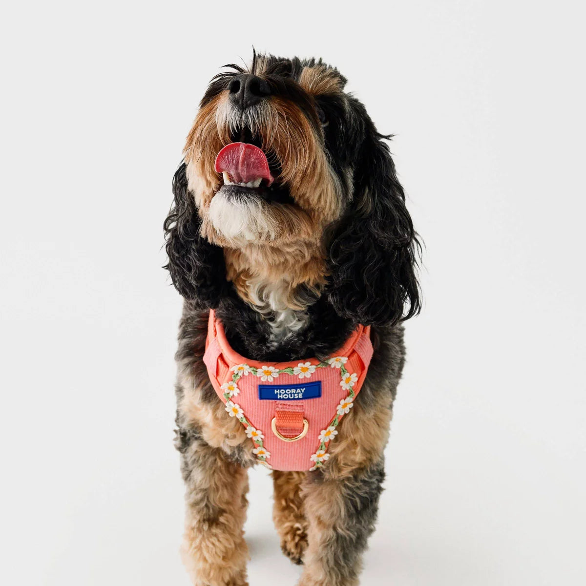 Daisy Dog Harness