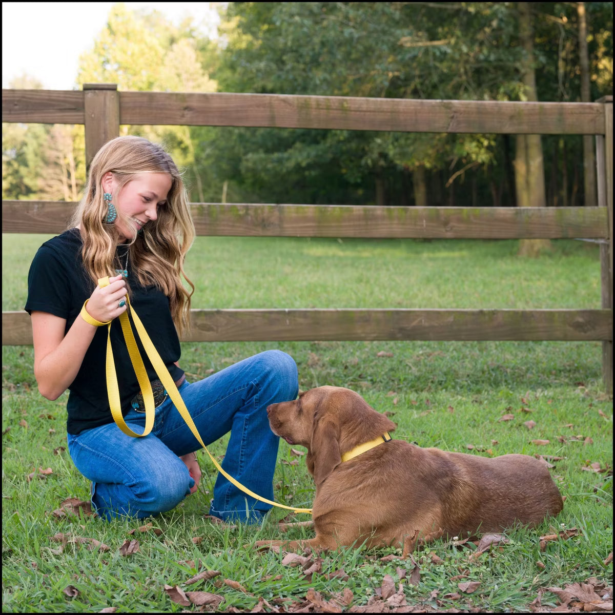 Everyday Nylon Dog Collar (Large, 1 Inch Wide, Gold)
