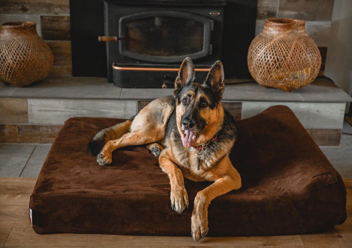 A German Shepherd dog lying on a thick, dark brown rectangular pet bed against a plain white background.