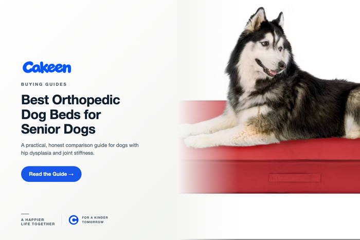 Best Orthopedic Dog Beds for Senior Dogs With Hip Dysplasia in 2026
