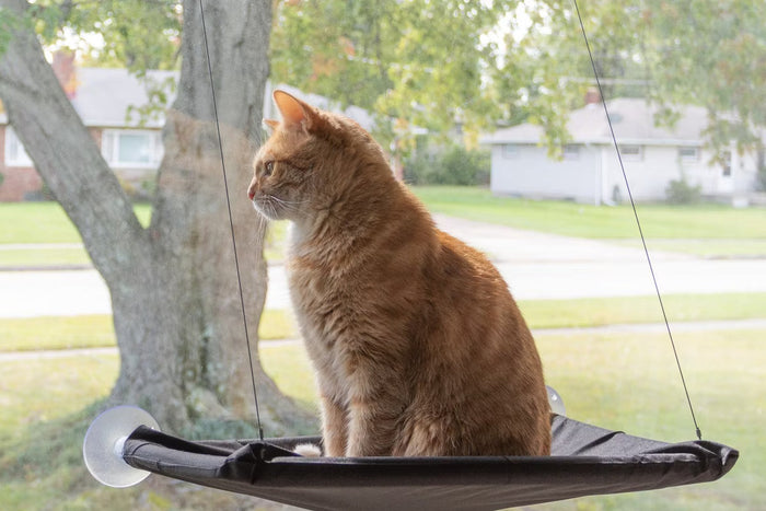 Do Suction Cup Cat Window Perches Fall? Weight Limits and Safe Installation