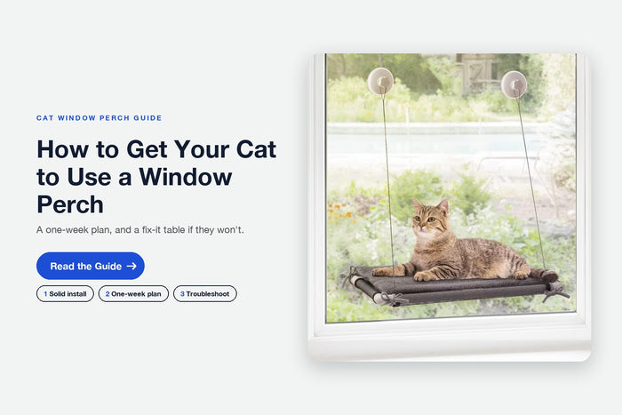 How to Get Your Cat to Use a Window Perch (and What to Do If They Won't)