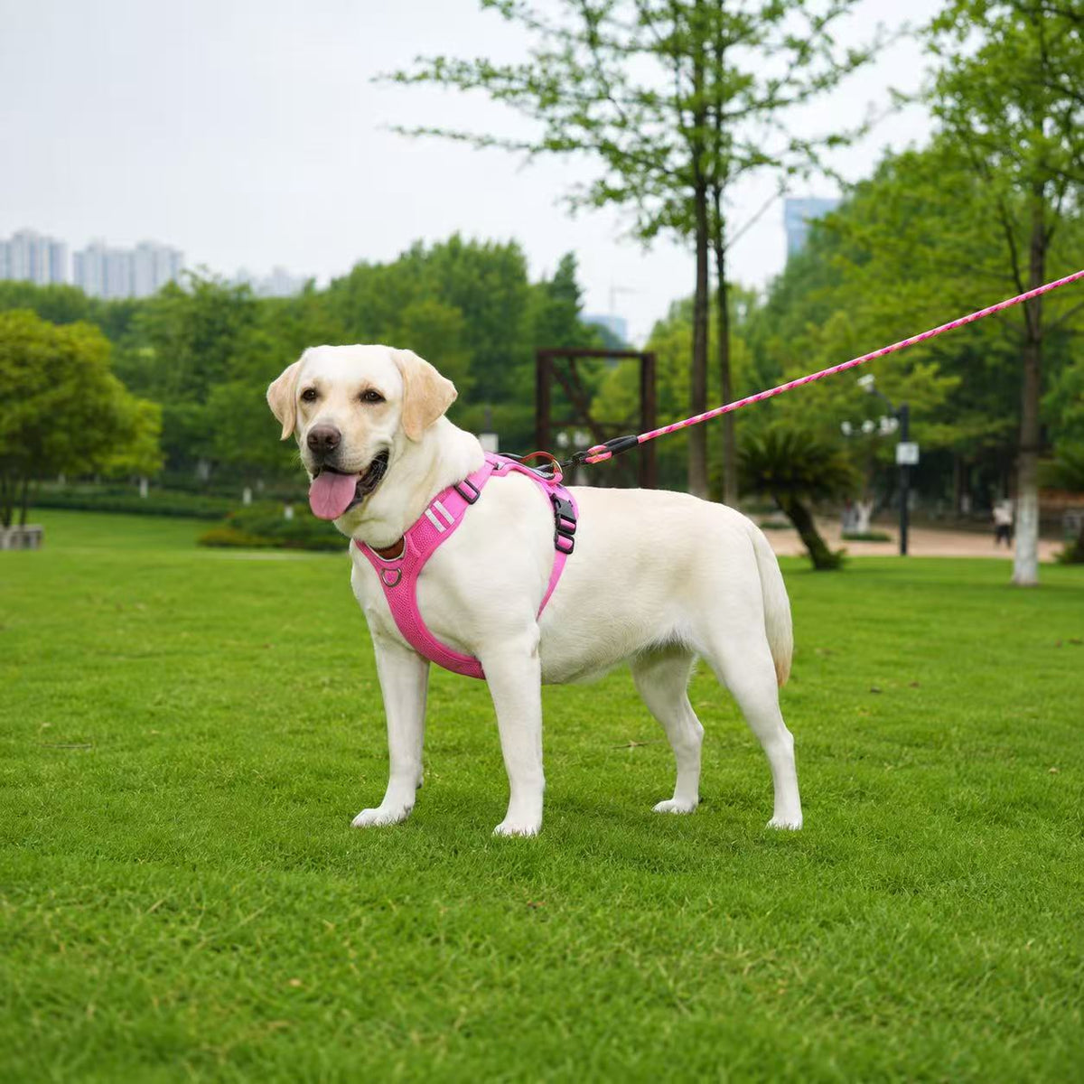 Labrador walking on grass wearing a hot pink reflective no-pull dog harness