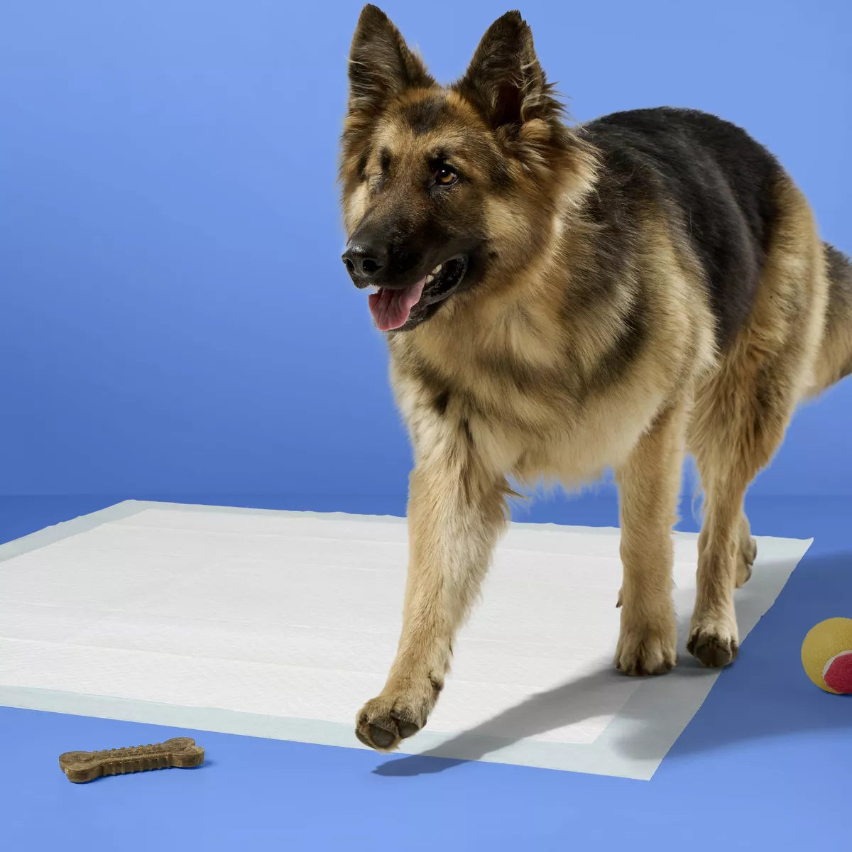 Dog Training Pads - XXL