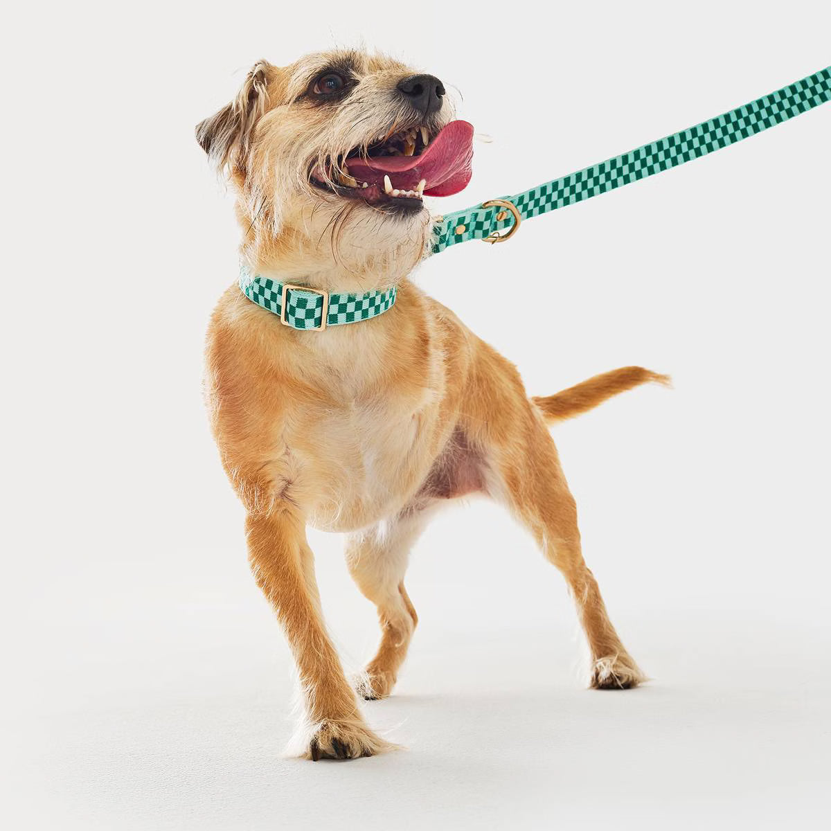 Knit Checker Dog Collar - Green