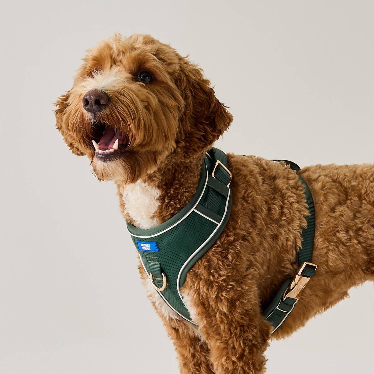 Moto Vegan Leather Dog Harness
