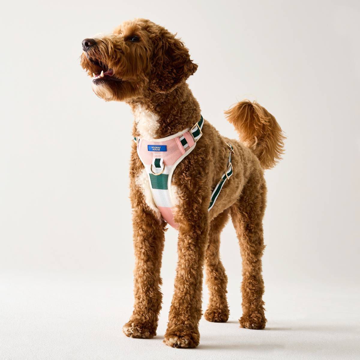 Performance Mesh Dog Harness