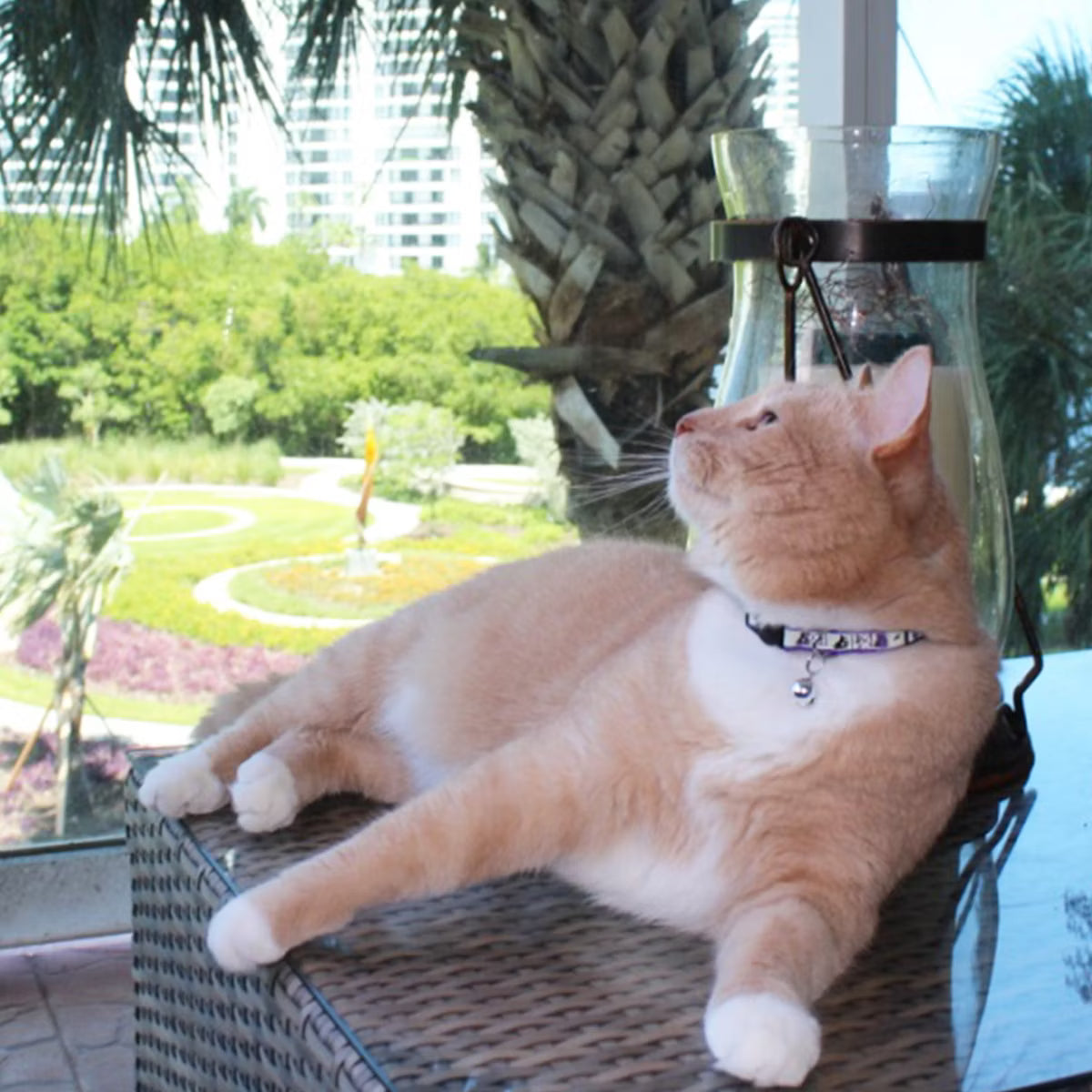 Glow In The Dark Cat Collar Orange Ribbon Hook