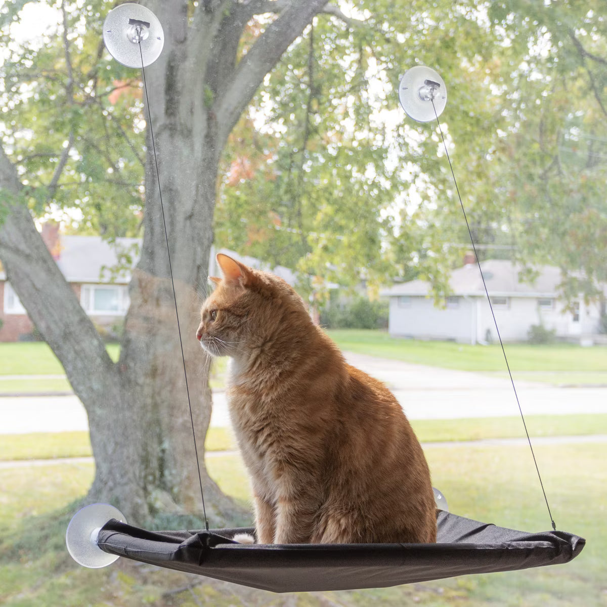Cat Window Perch for Large Cats, Black