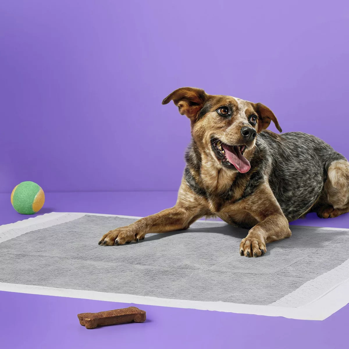 Dog Unscented Activated Charcoal Training Pads - L - 50ct