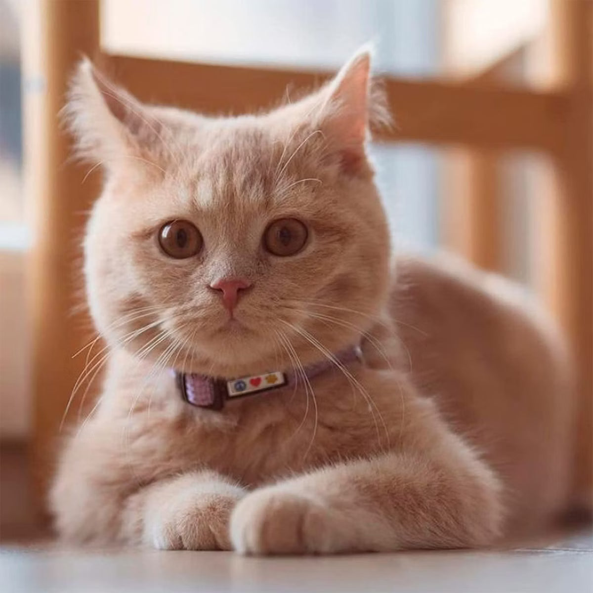 Reflective Cat Collar Teal