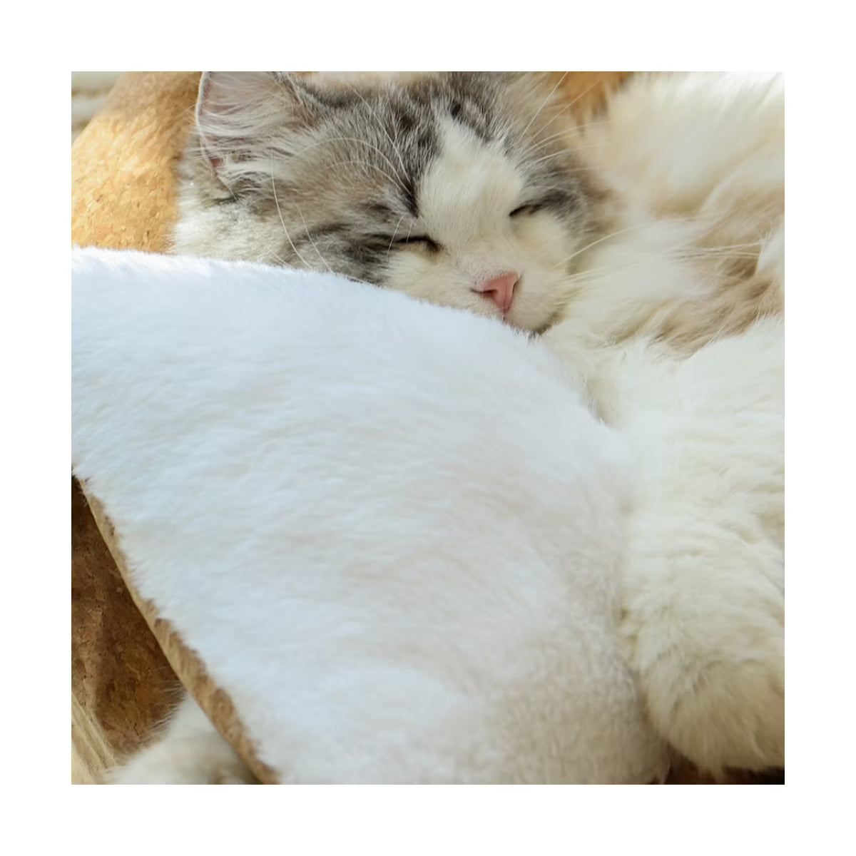 Anti-Fur Plush Cat Bed