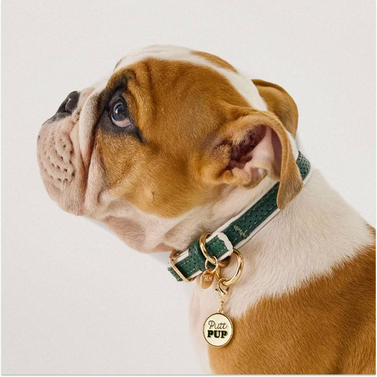 Moto Vegan Leather Dog Collar - Green
