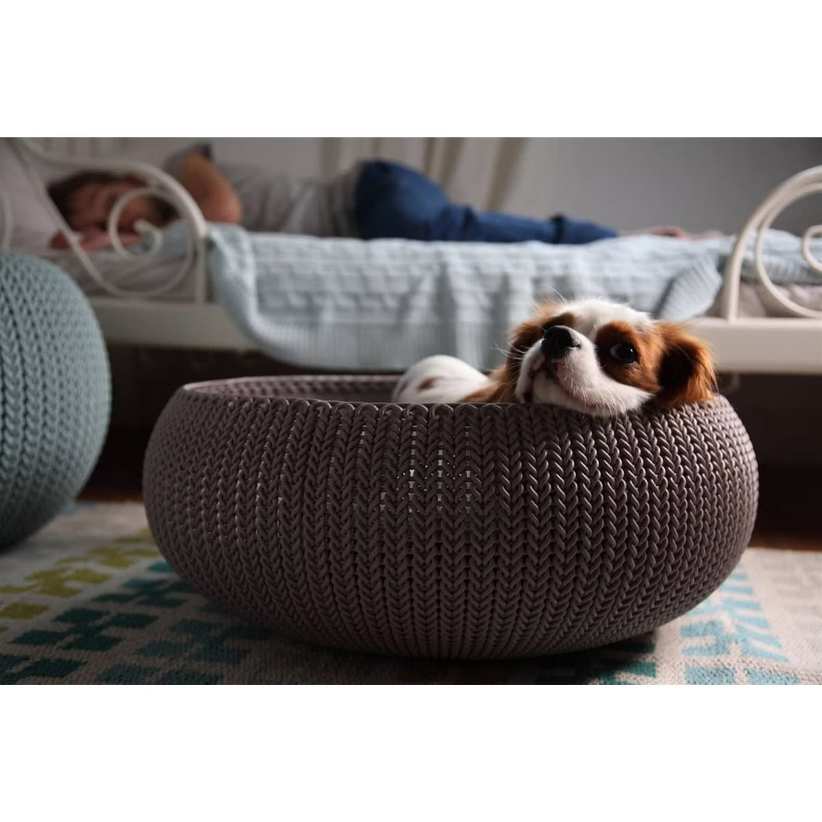 Cozy Resin Plastic Pet Bed with Cushion, Small Dogs to Medium Cats
