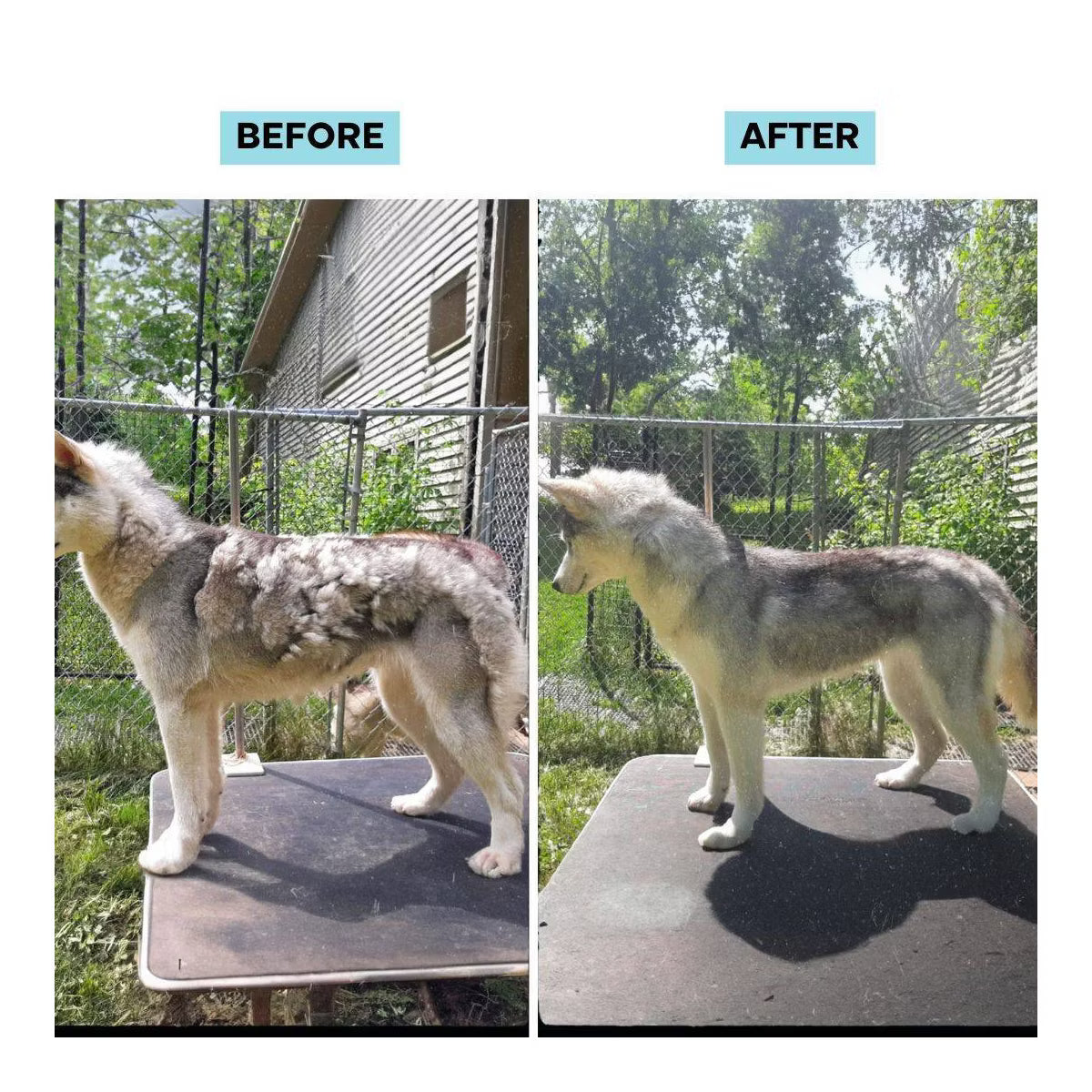7-in-1 Dog, Cat and Rabbit Vacuum Powered Grooming Kit