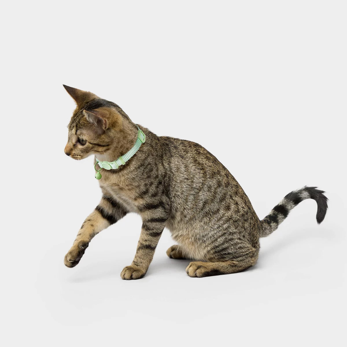 Buckle Cat Collar One Size Fits Most