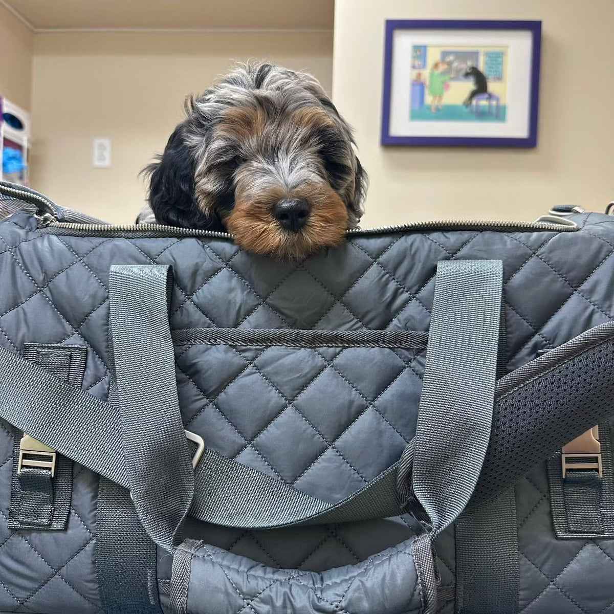 Small Cat and Dog Carrier