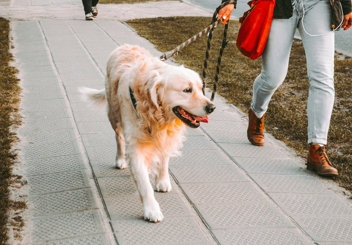 Walk essentials