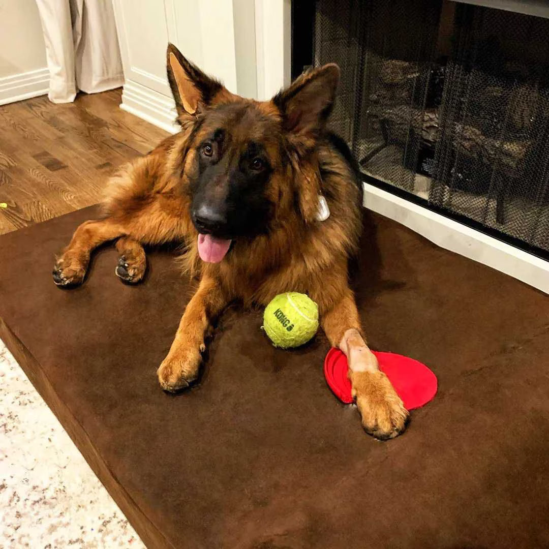 A German Shepherd dog lying on a thick, dark brown rectangular pet bed against a plain white background.