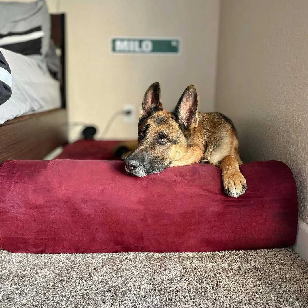 A German Shepherd dog lying on a large, plush, deep red rectangular dog bed against a plain white background.